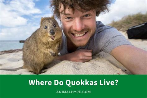 quako. de|where do quokkas live map.